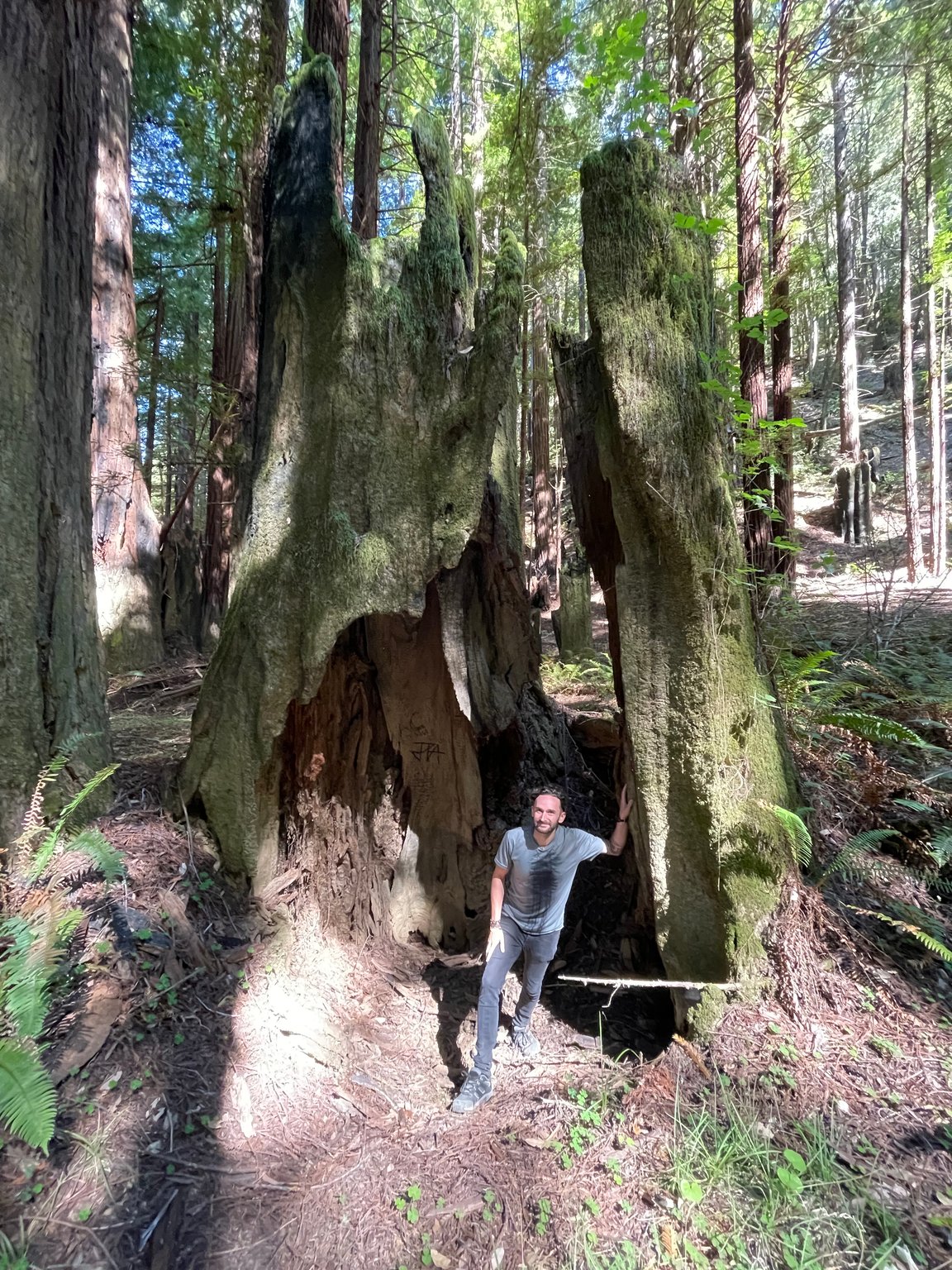Iconic, old Redwood trunke