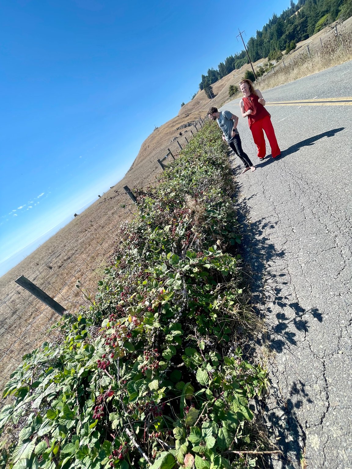 California Blackberries