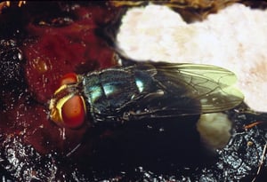 New World screwworm fly (Cochliomyia hominivorax)