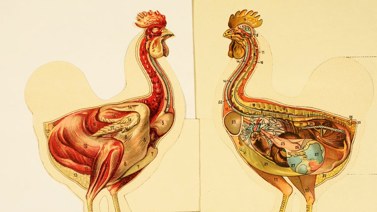 5 Surprising Chicken Anatomy Facts Every Keeper Should Know