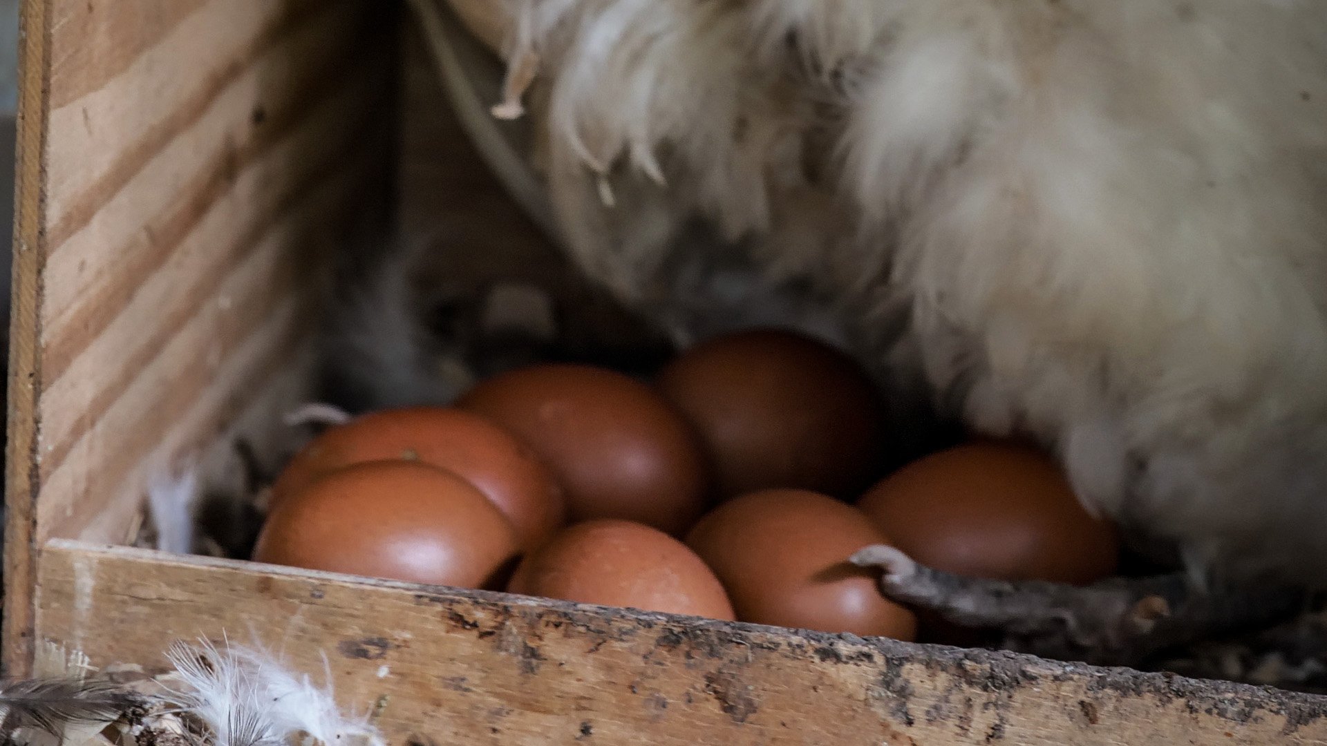 BroodyHen