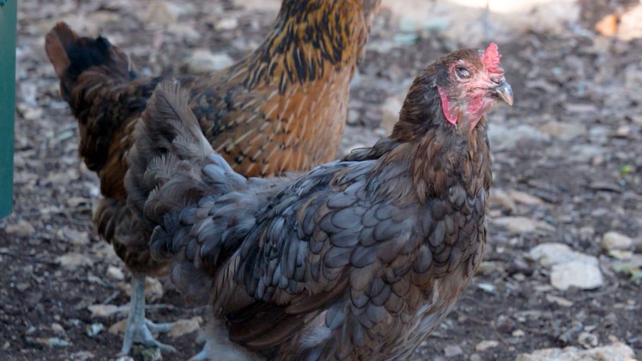 Effective Guide to ILT in Backyard Chickens