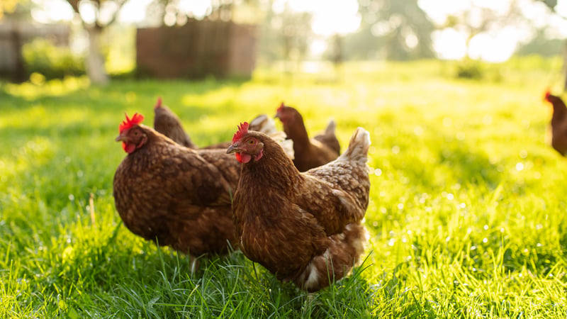 7 Critical Signs of Chicken Heat Stress and How to Stop It