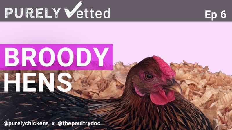 Broody Hen in Nest