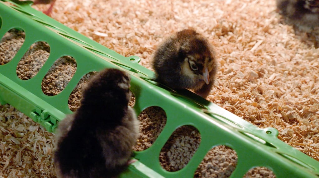 Brooder Basics That Matter Most - Part 3: Feeding Your Babies Right