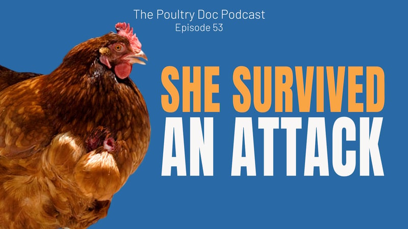 Chicken Attacked by a Predator? Dr Blayne shows how to Clean and Treat Wounds