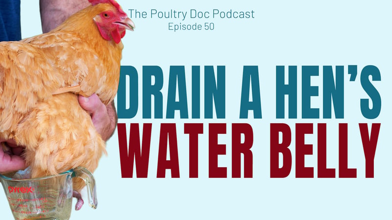 How to Drain a Hen's Water Belly