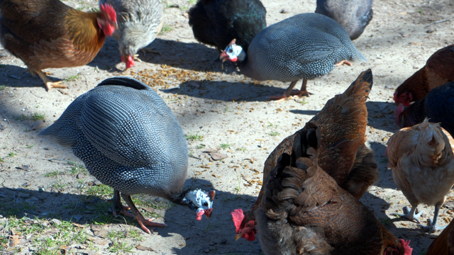 Guinea Fowl Diseases: What Backyard Keepers Must Know