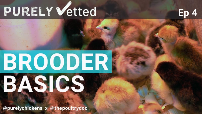 It's Chick Season. Are you Ready?