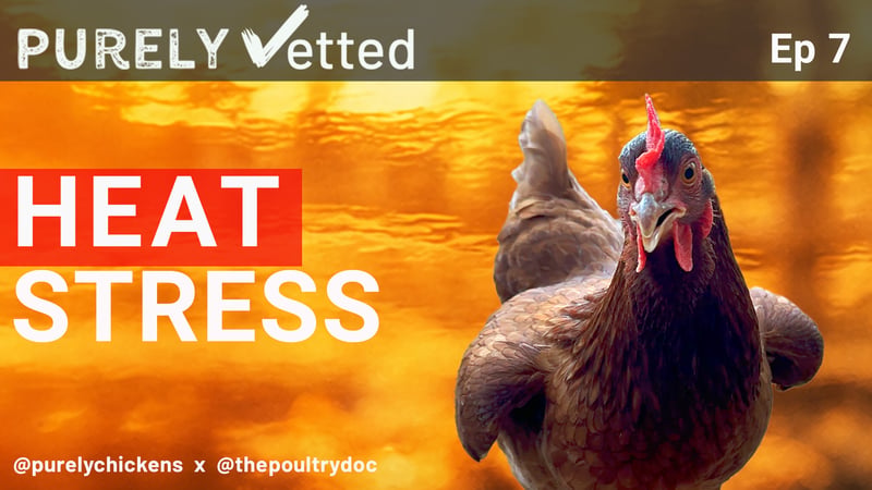 Heat Stressed Chicken