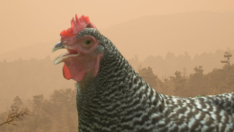 Backyard chickens sheltering in a covered run during heavy wildfire smoke haze