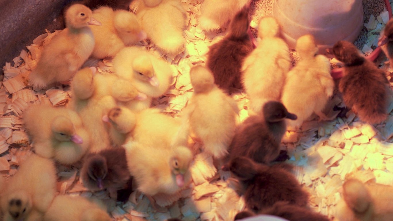 Brooder Basics That Matter Most - Part 4: Special Care for Waterfowl & Mixed Brooders