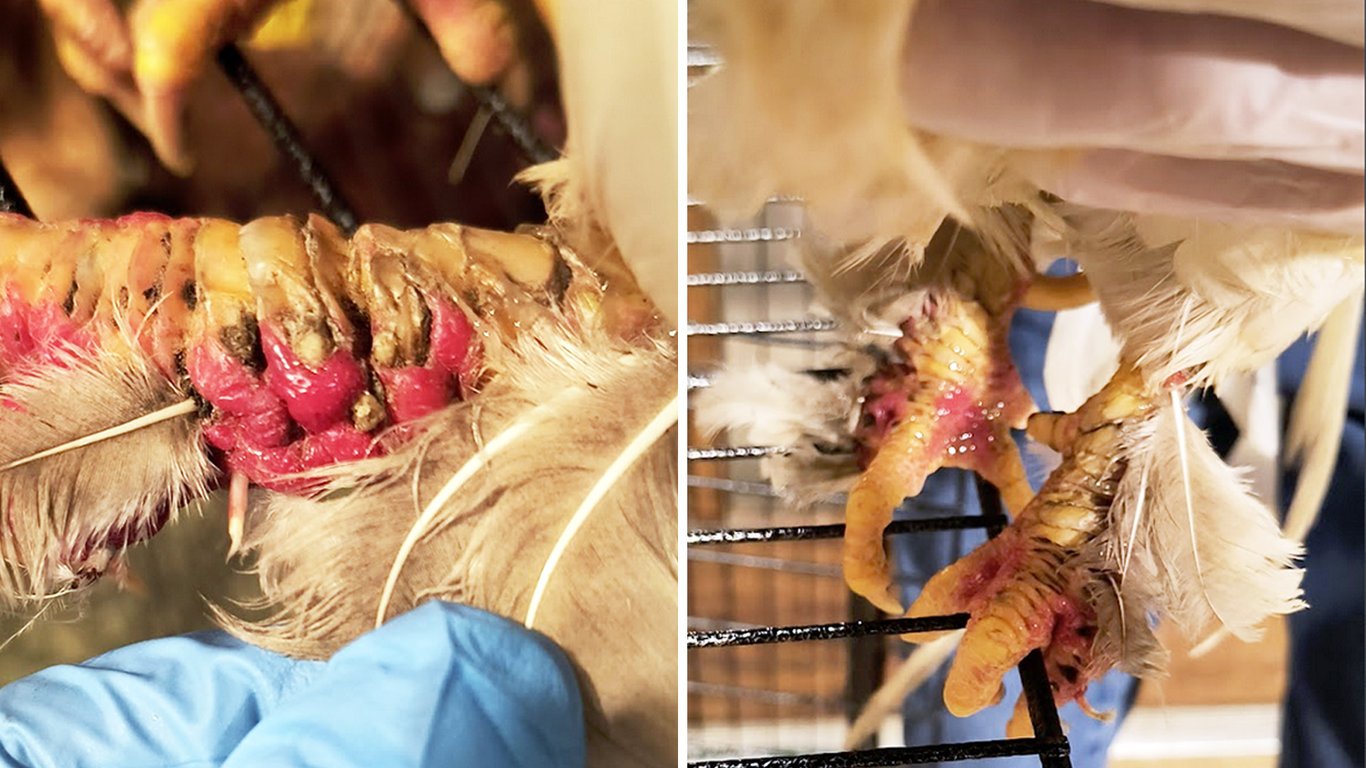 The Science of Scales: Why Chicken Legs Don’t Heal Like Skin