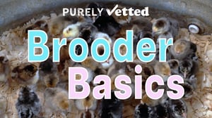 Brooder Basics