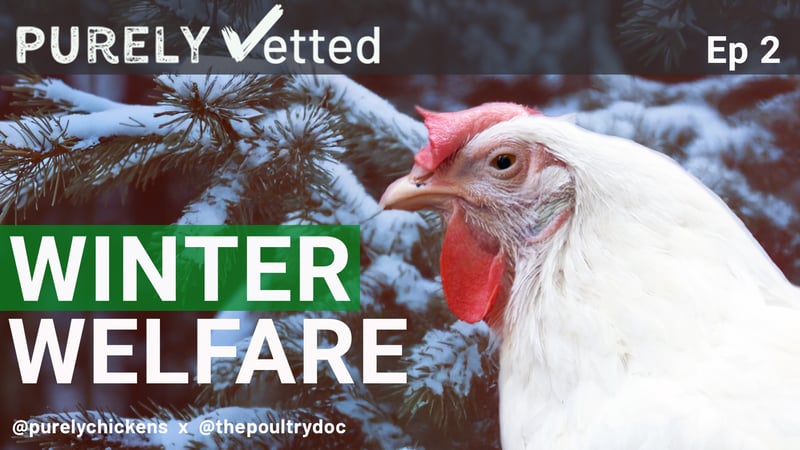 Winter Welfare for Backyard Flocks