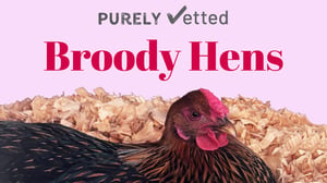 Broody Hens