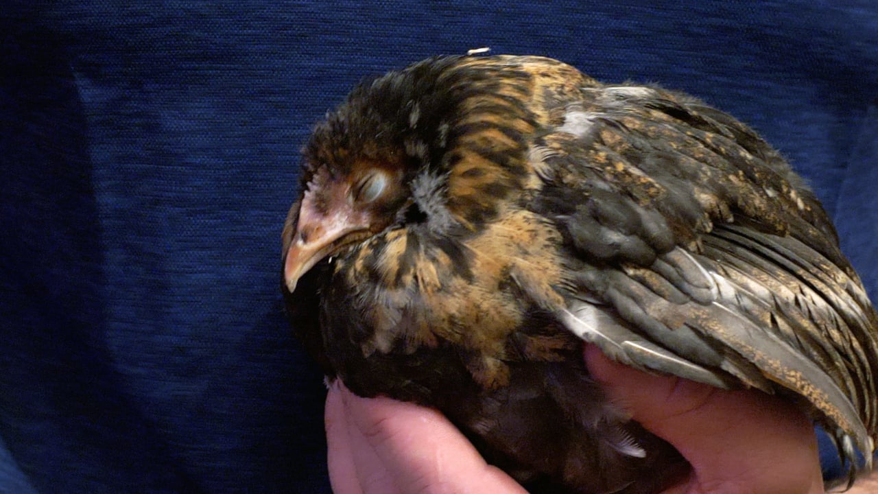 Coccidiosis