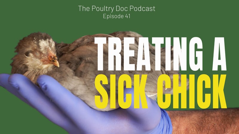 Treating a Sick Chick