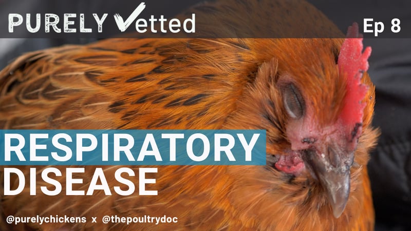 Respiratory Disease in Backyard Chickens
