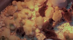 Brooder Basics That Matter Most - Part 4: Special Care for Waterfowl & Mixed Brooders