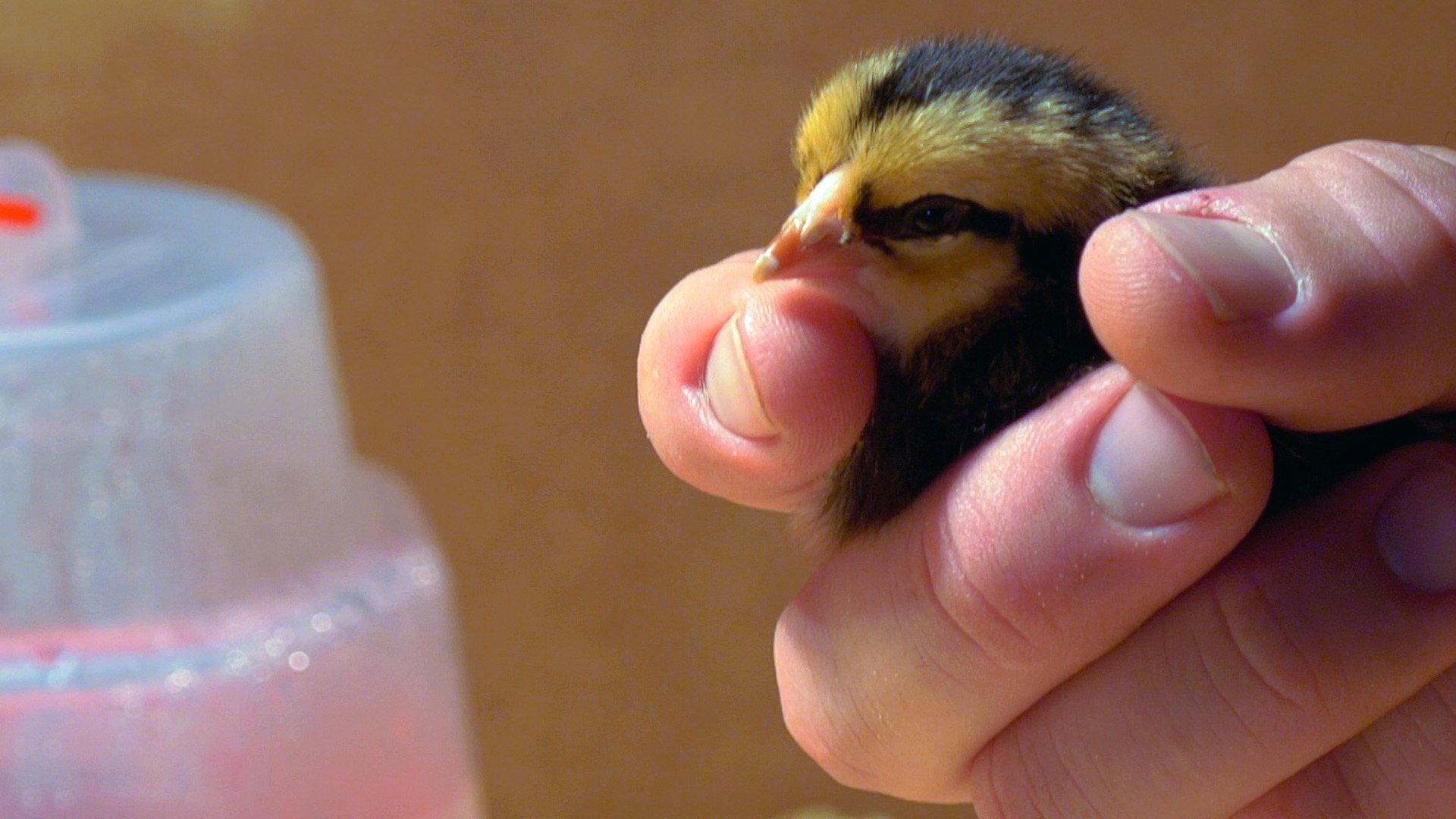 Holistic Lifecycle of Chick Quality