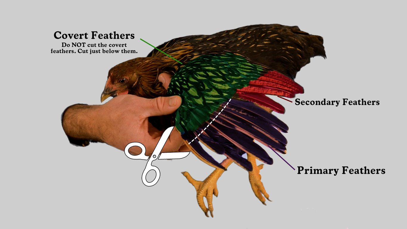 Proper Wing Clipping: Fact, Technique, and Safety