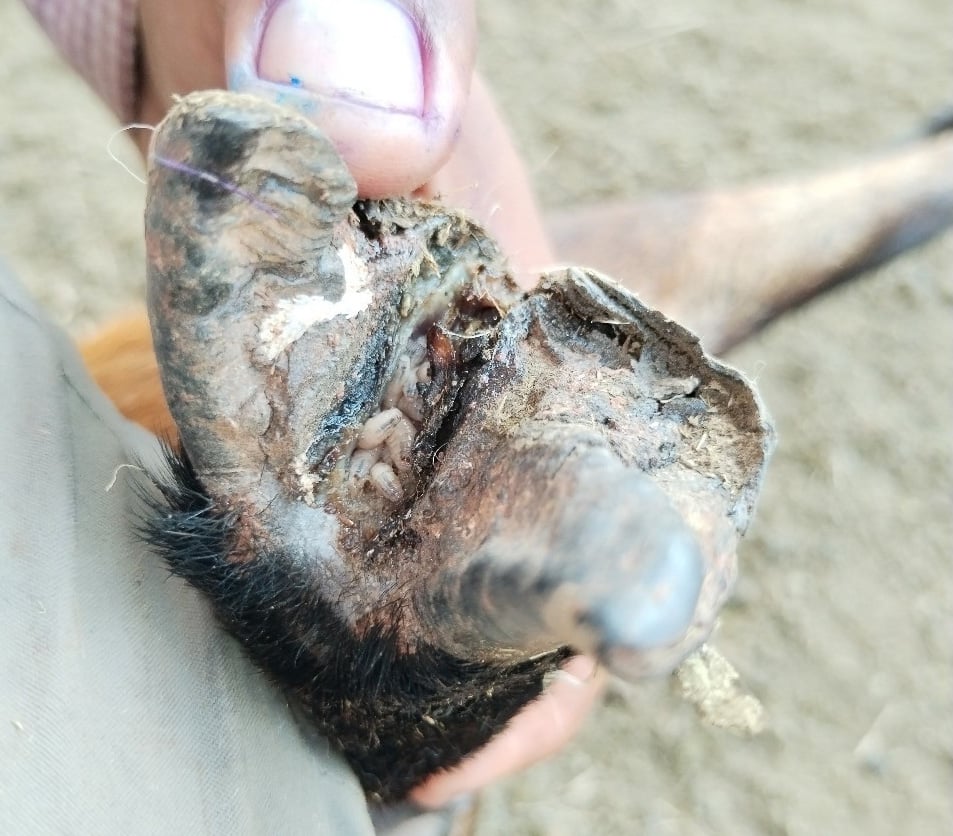 Close-up of a screwworm-struck wound on livestock showing enlargement, serous discharge, and visible larvae burrowed into living tissue.