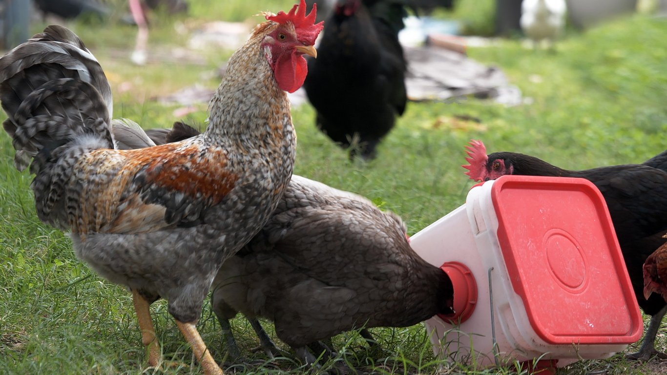 All-Flock vs. Grower vs. Layer Diets: A Veterinary Nutrition and Flock-Management Brief