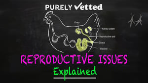 Reproductive Issues