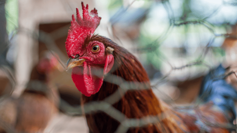 Introducing Adult Chickens to Your Flock Safely
