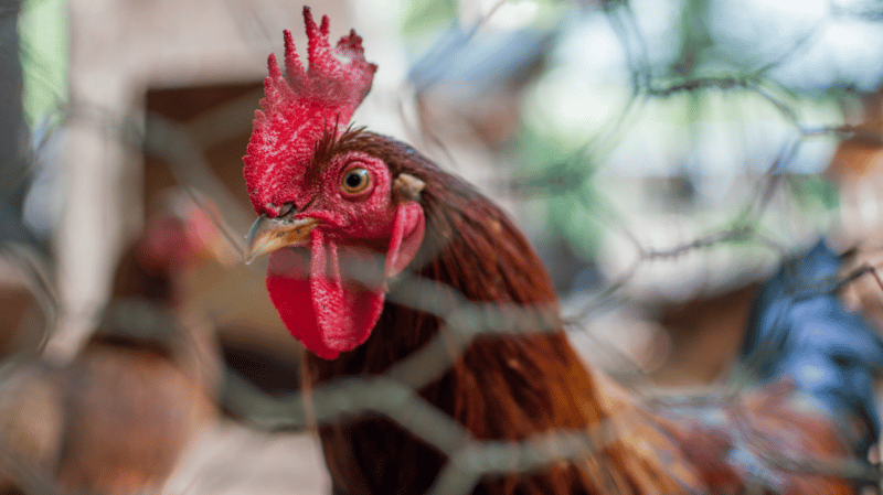 Introducing Adult Chickens to Your Flock Safely