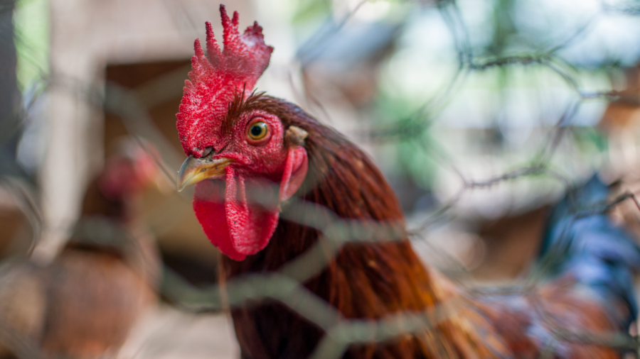 Introducing Adult Chickens to Your Flock Safely