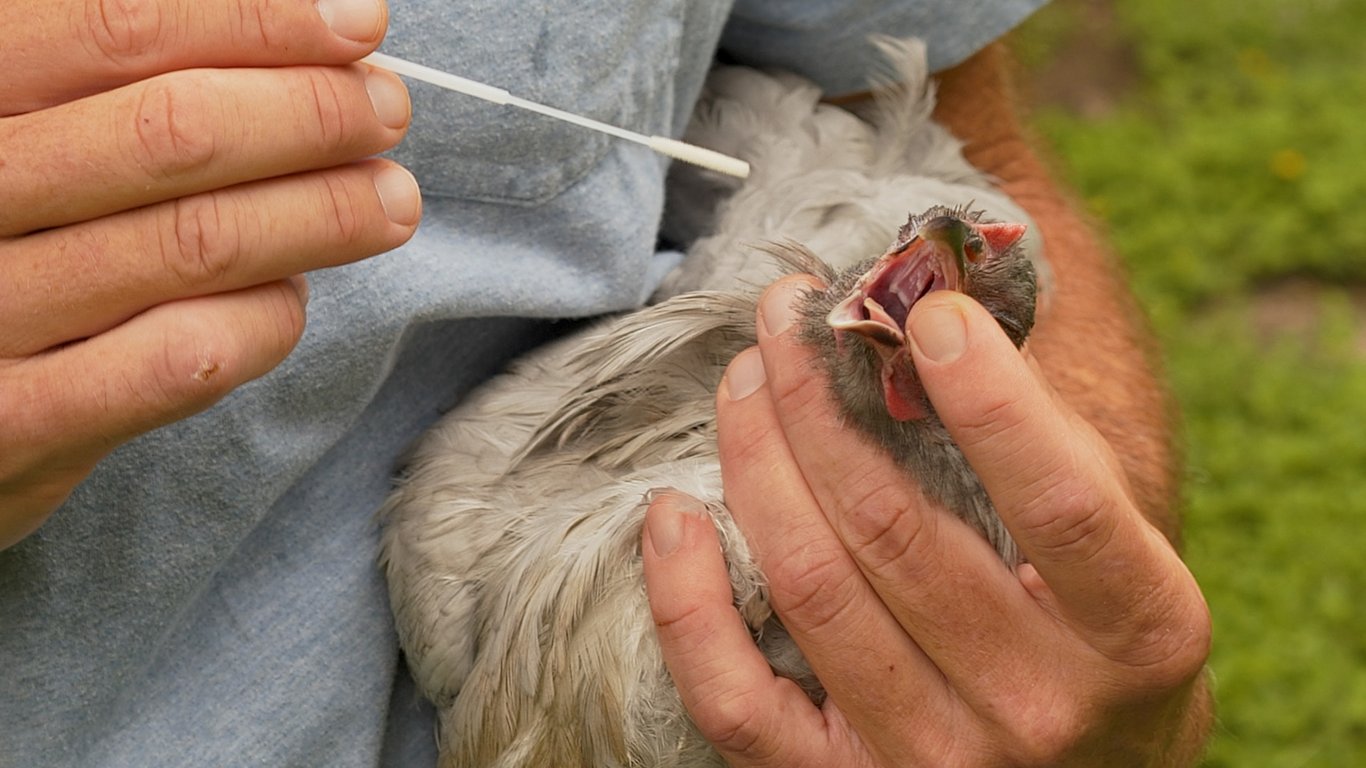 The Underrated Swab That Could Save Your Flock: Mastering the Choanal Cleft Sample