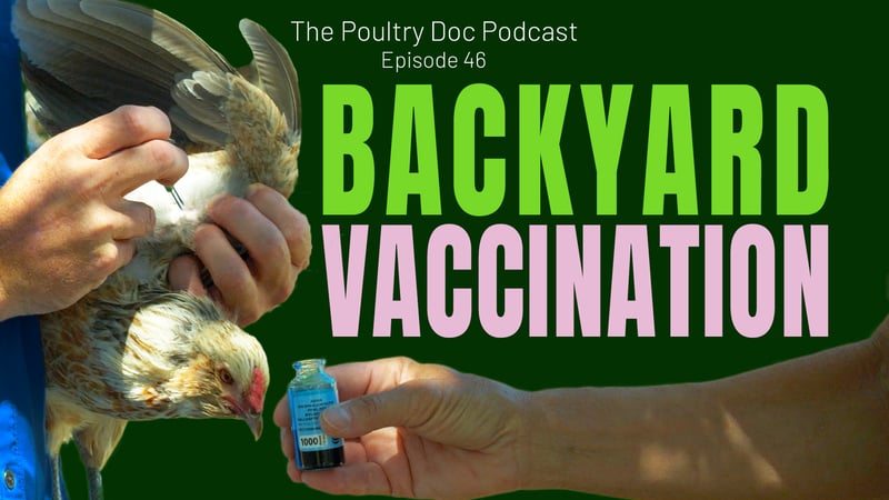 Backyard Vaccination for Fowl Pox
