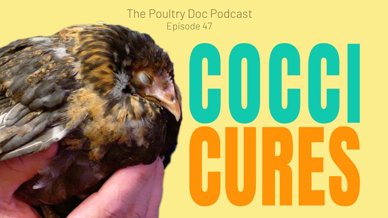 Does my Chicken have Coccidiosis?