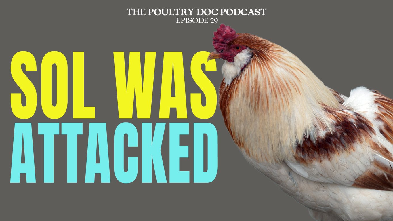 Ep 29 Sol was Attacked