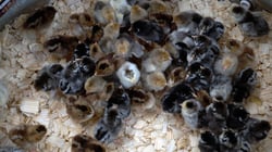 Brooder Basics That Matter Most - Part 1: Raising Healthy Chicks, Ducklings, Goslings, Poults