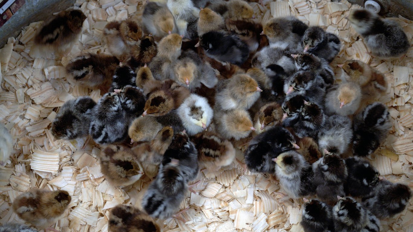 Brooder Basics That Matter Most - Part 1: Raising Healthy Chicks, Ducklings, Goslings, Poults