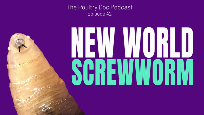 New World Screwworm