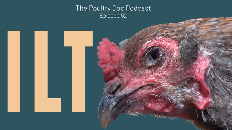 Does My Chicken Have ILT? Gasping, Coughing and Bloody Mucus - The Poultry Doc Explains What to Do