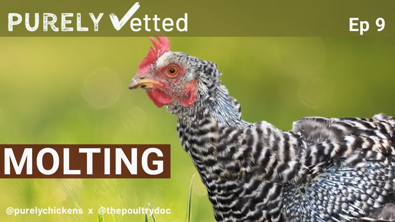Feather loss in backyard chickens. What to expect during molting.