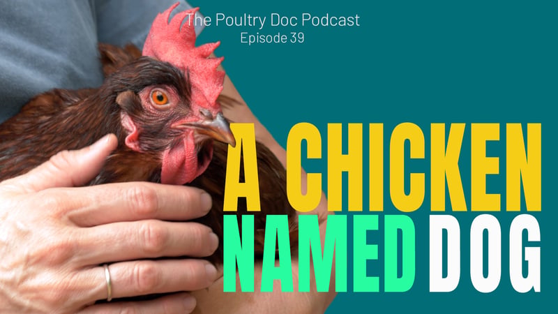 A Chicken Named Dog
