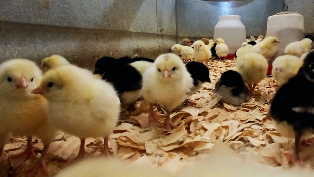 Coccidiosis: The Balancing Act of "Good" Poop and Immunity