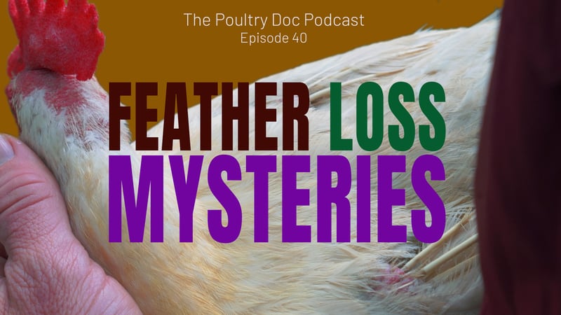 Feather Loss Mysteries