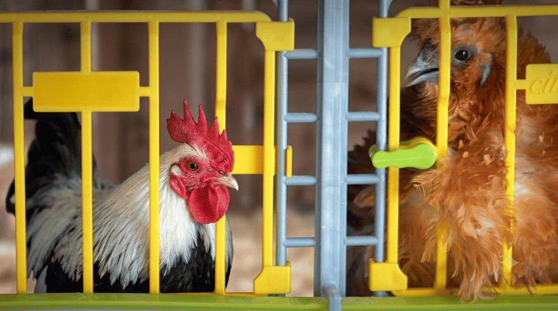 5 Smart Summer Respiratory Disease Fixes for Chickens