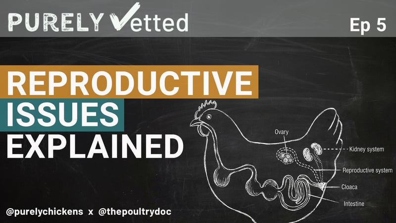 Reproductive Issues in Hens