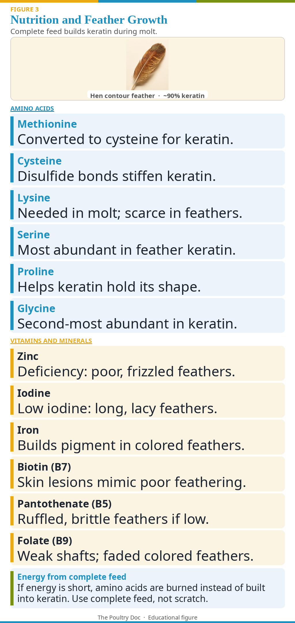 Hen contour feather with amino acids, vitamins, and minerals that build keratin during molt.