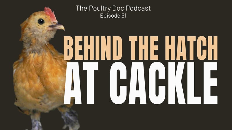 Behind the Scenes at Cackle Hatchery