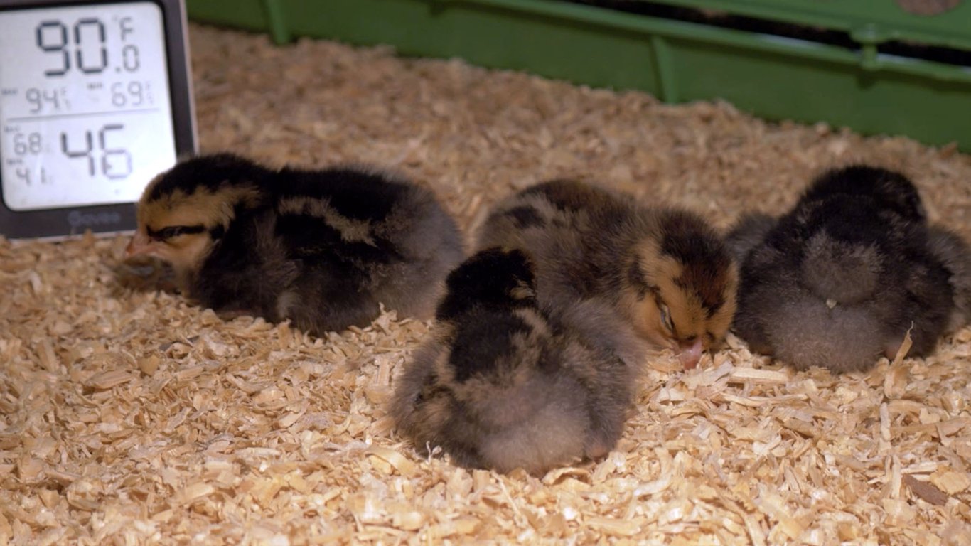 Brooder Basics That Matter Most - Part 2: Managing Brooder Temperature