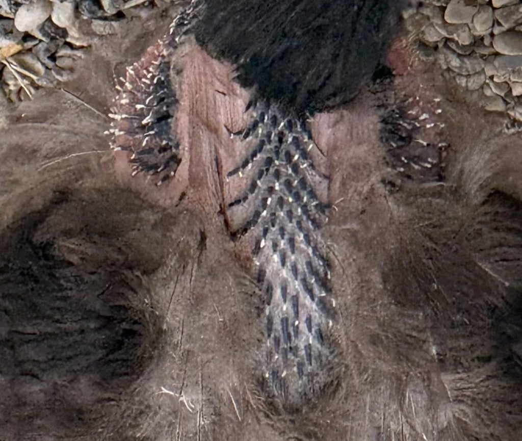 Close-up of pin feathers emerging through pale sheaths among older dark feathers.